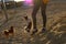 Two little dogs chihuahua training on sand beach with their female sport owner animal trainer in autumn weather