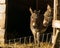 Two little donkeys enjoy the first sun of this year from their stable.