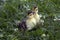 Two little duckling sitting in the tall green grass on the farm