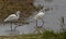 Two Little Egrets
