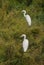 Two Little Egrets perching on tree