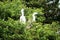 Two little egrets sitting on a hedge