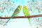 Two little fluffy parakeets on the branch with cherry flowers. Spring theme
