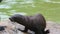 Two little fur seals is played with a wand sitting on a stone