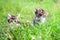 Two little furry kitten playing in spring meadow