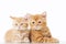 Two little Ginger british shorthair cats over white background