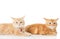 Two little Ginger british shorthair cats over white background