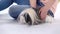 Two little girls is stroking fluffy Sheltie guinea pig at white background. Slow motion. Close up