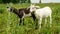 Two little goats graze in a field in the countryside. Little kids for a walk on a leash in the meadow. Home farm and cattle theme