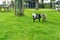 Two little goats playing in the pasture