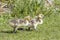 Two little goslings walk in grass