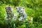 Two little gray kitten on a basket in a park on green grass. Portrait. Postcard. Summer. Scottish fold cat breed