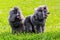 Two little gray poodles in the park on the green grass, the dogs are watching something. Interesting and funny dogs