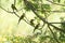 Two Little Green Bee-eater birds perching on tree branch during