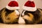 Two little guinea pig in santa claus hat