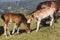 Two little horses playing in a green meadow. A colt playing with other one