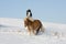 Two little horses playing on snowy meadow