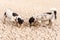 Two little Jack Russell Terrier dogs are digging on sandy cracked ground