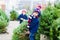 Two little kid boys buying christmas tree in outdoor shop