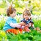 Two little kids boys and friends in Easter bunny ears during traditional egg hunt in spring garden, outdoors. Siblings