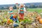 Two little kids boys picking pumpkins on Halloween pumpkin patch. Children playing in field of squash. Kids pick ripe