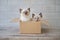 Two little kitten sit in cardboard box. Curious playful funny striped kitten hiding in box.