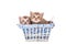 Two little Kittens British sitting in a basket