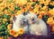 Two little kittens sitting in a basket near orange flowers