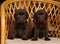 Two little labrador puppies portrait