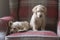 Two little labrador pups on a chair