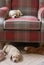 Two little labrador pups on a chair