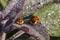 Two Little Ladybirds Resting on a Leaf