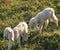 Two little lambs graze in the Meadow