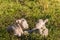 Two little lambs sleeping on meadow