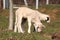 Two little lambs standing and eating grass