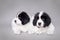 Two little Landseer puppies portrait
