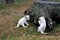 Two little lion babys playing in front of a tree stump