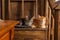 Two little Maine Coon horses tired of playing and fell asleep on the stairs. Brown wooden steps, cozy interior