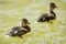 Two little Mallard ducklings in the water