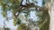 Two little monkeys playing and jumping on branches of large tree on Rock of Gibraltar on background of Gibraltar Bay