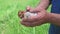 Two little newborn fluffy chicks in the farmers rough male hands on the farm, garden, field. Housekeeping concept