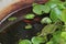 two little orange platy fish in a small pond of water lily