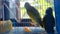 Two little parrots playing in cage together