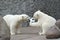 Two little polar bears play soccer