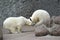 Two little polar bears play soccer