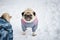 Two little pugs walking