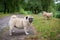 Two little pugs walking outdoors