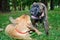 Two little puppies Bullmastiff