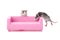 Two little rats are playing on a miniature pink sofa.