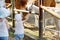 Two little sisters feeding a baby llama